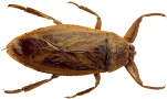 bug